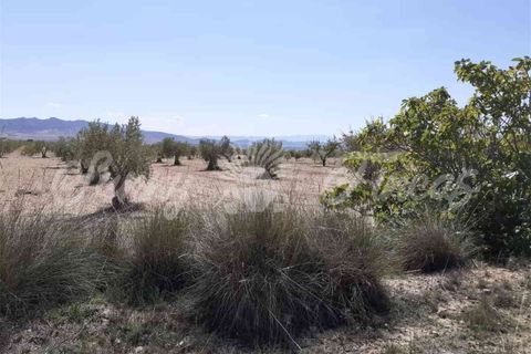 Ruinere i Yecla, Murcia, Yecla - € 19.000 | Ref: SF0406 - foto 4